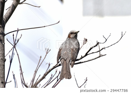 Brown-eared bulbulous on dead tree of wild bird Mitaka Nakahara in Mitaka city, Tokyo 29447786