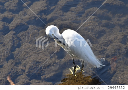 Kosaki在東京三鷹市的一隻野生鳥上做羽毛淺 29447832