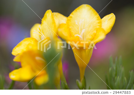Freesia Freesia 29447883