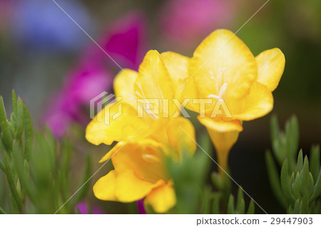 鳶尾科 鳶尾科 29447903