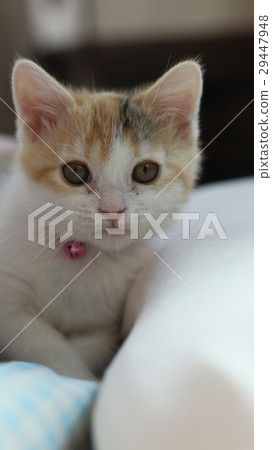 Kitten looking at the camera Kitten looking at the camera 29447948