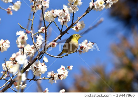 Hakubai和mezzo在公園毗鄰在東京三鷹市的野生鳥Senkawa Hakubai和mezzo在公園毗鄰在東京三鷹市的野生鳥Senkawa 29447960