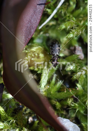 Living thing insect medaka chibi kava cricket, about 4 millimeters in appearance like peach blossoms. Walking on the moss of the forest floor 29448255