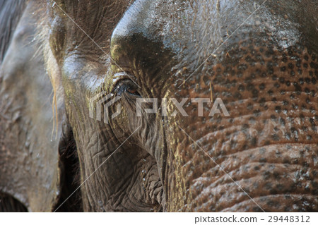 Close-up of an old Thai elephant eye and skin 29448312