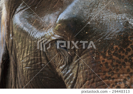 Close-up of an old Thai elephant eye and skin 29448313