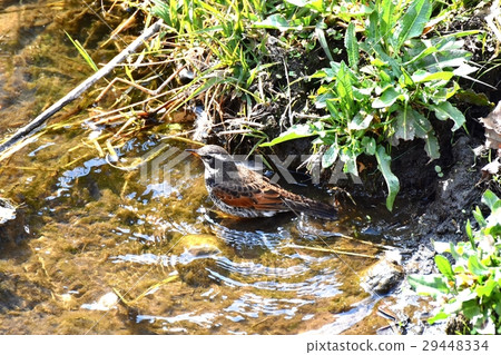 Wild birds in Mitaka-shi, Tokyo Thrushes standing at Sasegawa Shallow Wild birds in Mitaka-shi, Tokyo Thrushes standing at Sasegawa Shallow 29448334