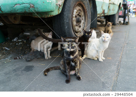 A group of stray cats on concrete ground. 29448504