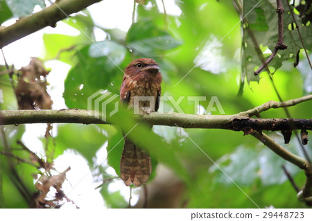 Uroko Gamaguchi Yotaka 29448723