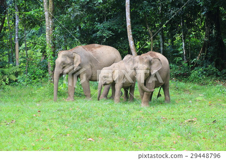 Borneozo Borneozo 29448796