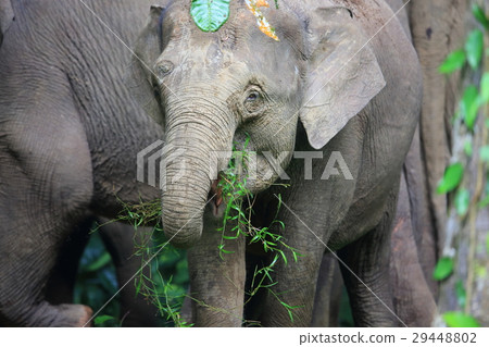 Boruneozou Boruneozou 29448802