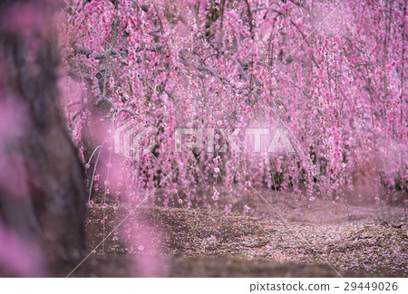 Suzuka Forest Garden 29449026
