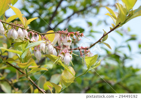 藍莓花 29449192