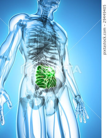 3D illustration of Small Intestine. 3D illustration of Small Intestine. 29449405
