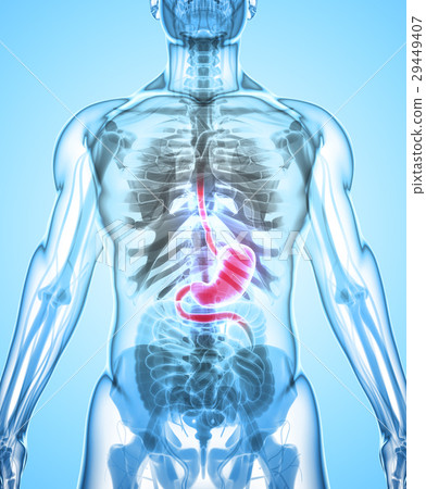 3D illustration of Stomach. 3D illustration of Stomach. 29449407