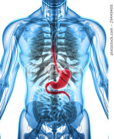 3D illustration of Stomach. 3D illustration of Stomach. 29449408