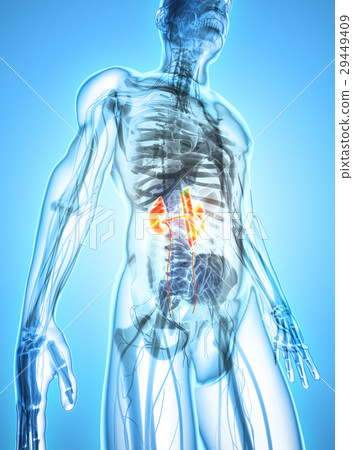 3D illustration of Urinary System, medical concept 3D illustration of Urinary System, medical concept 29449409