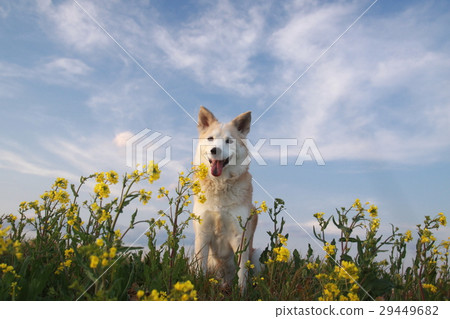 狗坐著微笑和油菜花 29449682