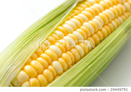 Corn 29449791