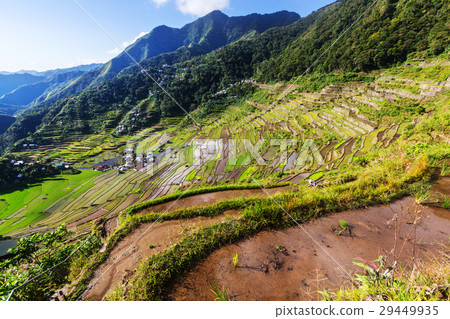 Rice terraces 29449935