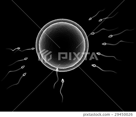 sperm cells sperm cells 29450026