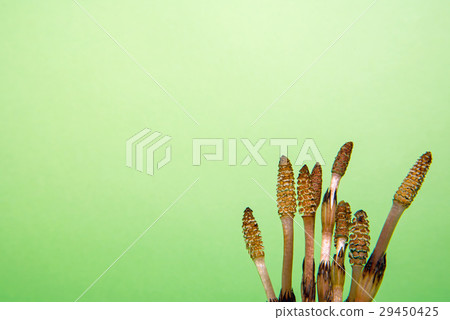 春天的春天 29450425