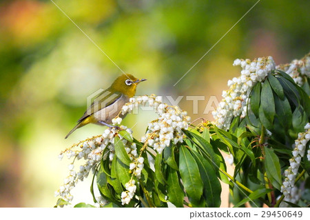 在Aegy的Mejiro 29450649