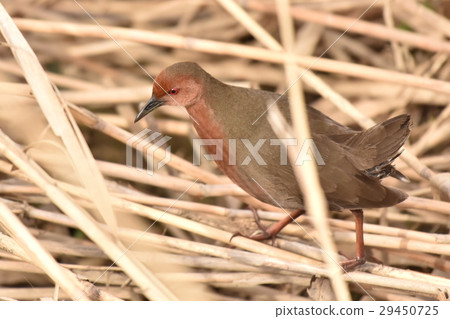 [Wild bird] Hikuynina walking in the bushes 29450725