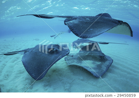 Stingray Stingray 29450859