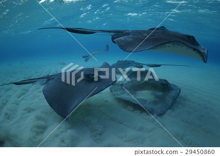 Stingray Stingray 29450860