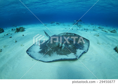 Stingray 29450877
