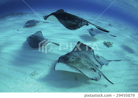 黃貂魚 黃貂魚 29450879