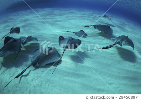 Stingray Stingray 29450897