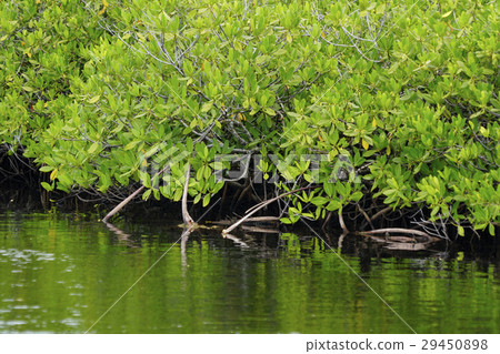 mangrove 29450898