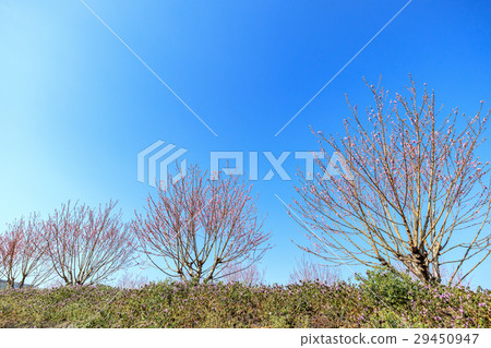 Meanuma Rice field Momori 29450947