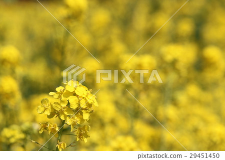 Rape blossoms 29451450