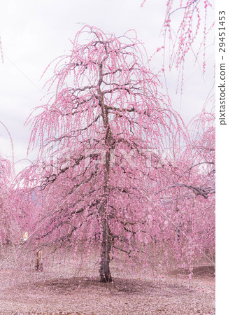 Suzuka Forest Garden 29451453