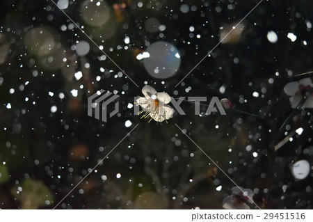 白雪皚皚的李子 白雪皚皚的李子 29451516