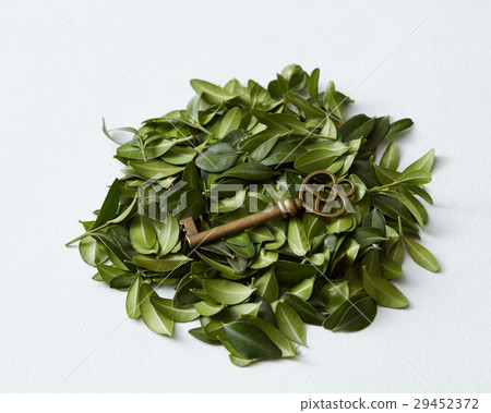 Green leaves with key Green leaves with key 29452372
