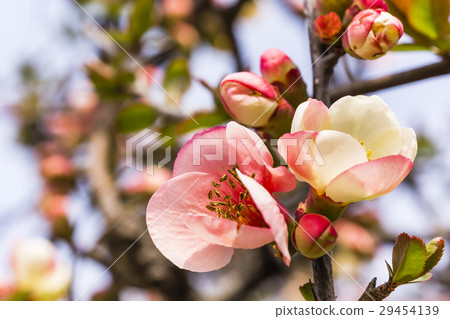 春天的花園盛開的花朵盛開 春天的花園盛開的花朵盛開 29454139