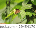 Euploea eunice Marbane Ruri Madara 29454170