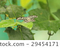 想法leuconoe 29454171