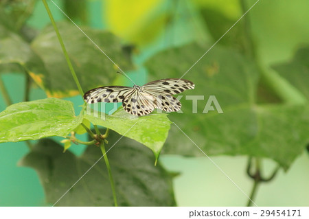 想法leuconoe 29454171