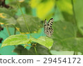 想法leuconoe 29454172