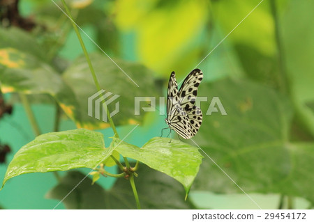 想法leuconoe 想法leuconoe 29454172