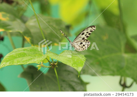 想法leuconoe 29454173