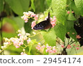 Euploea eunice Marbane Ruri Madara 29454174