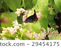 Euploea eunice Marbane Ruri Madara 29454175