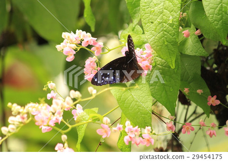 Euploea eunice Marbane Ruri Madara 29454175