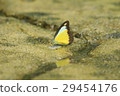 Appias lyncida Lynx frondosa 29454176