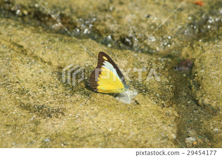 Appias lyncida Lynx frondosa Appias lyncida Lynx frondosa 29454177